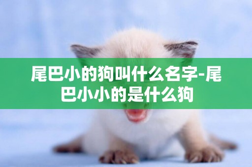 尾巴小的狗叫什么名字-尾巴小小的是什么狗