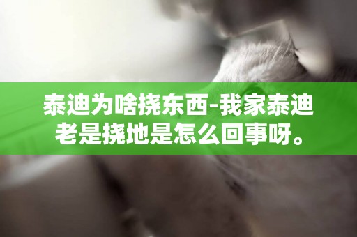 泰迪為啥撓東西-我家泰迪老是撓地是怎么回事呀。