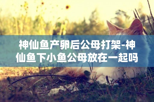 神仙魚產卵后公母打架-神仙魚下小魚公母放在一起嗎？