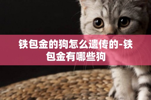 鐵包金的狗怎么遺傳的-鐵包金有哪些狗