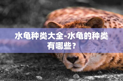 水龜種類大全-水龜的種類有哪些？