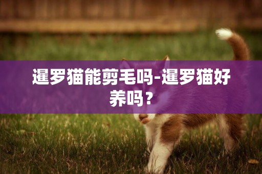 暹羅貓能剪毛嗎-暹羅貓好養嗎？
