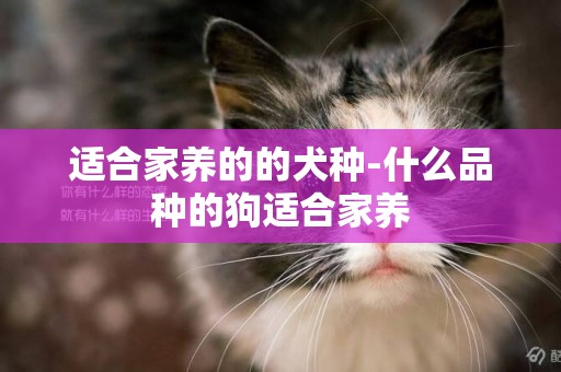 適合家養的的犬種-什么品種的狗適合家養