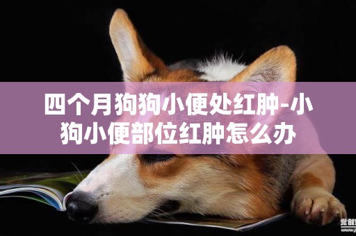 四個月狗狗小便處紅腫-小狗小便部位紅腫怎么辦