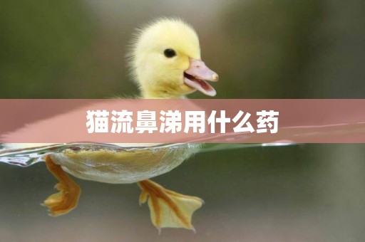 貓流鼻涕用什么藥