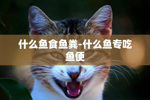 什么魚食魚糞-什么魚專吃魚便