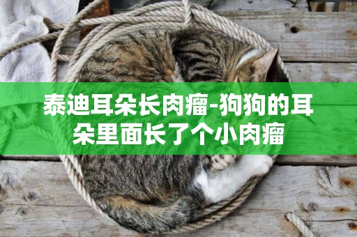 泰迪耳朵長肉瘤-狗狗的耳朵里面長了個小肉瘤