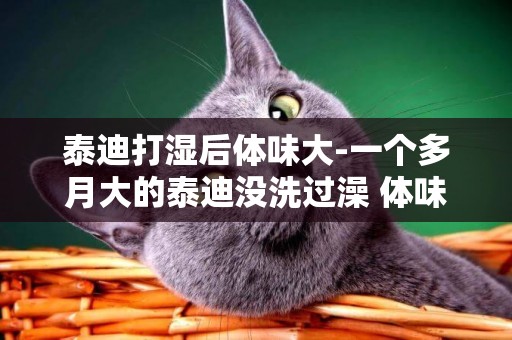 泰迪打濕后體味大-一個多月大的泰迪沒洗過澡 體味太大正常嗎