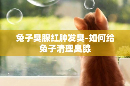 兔子臭腺紅腫發臭-如何給兔子清理臭腺