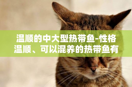 溫順的中大型熱帶魚-性格溫順、可以混養的熱帶魚有哪些？