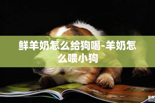 鮮羊奶怎么給狗喝-羊奶怎么喂小狗