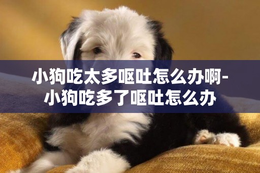 小狗吃太多嘔吐怎么辦啊-小狗吃多了嘔吐怎么辦