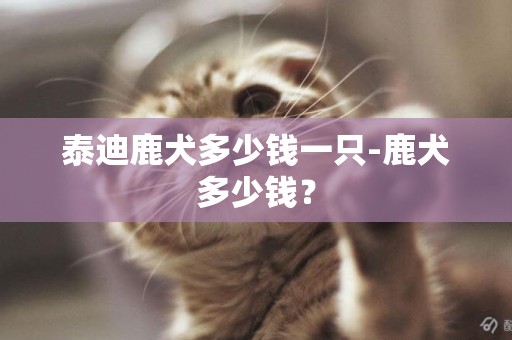 泰迪鹿犬多少錢一只-鹿犬多少錢？