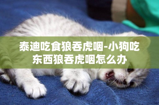 泰迪吃食狼吞虎咽-小狗吃東西狼吞虎咽怎么辦