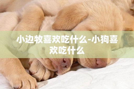 小邊牧喜歡吃什么-小狗喜歡吃什么