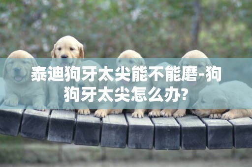 泰迪狗牙太尖能不能磨-狗狗牙太尖怎么辦?