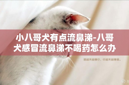 小八哥犬有點流鼻涕-八哥犬感冒流鼻涕不喝藥怎么辦