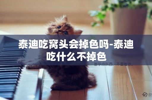 泰迪吃窩頭會掉色嗎-泰迪吃什么不掉色