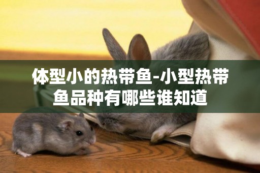 體型小的熱帶魚-小型熱帶魚品種有哪些誰知道