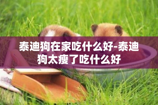 泰迪狗在家吃什么好-泰迪狗太瘦了吃什么好
