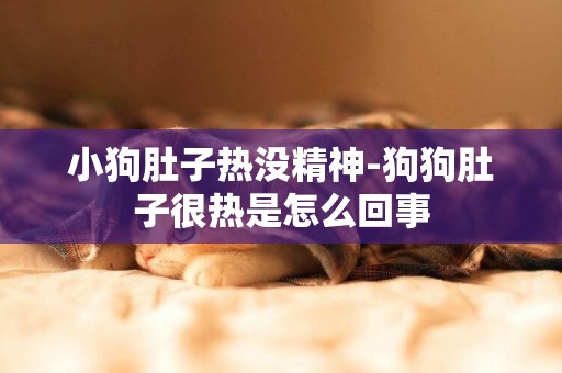 小狗肚子熱沒精神-狗狗肚子很熱是怎么回事