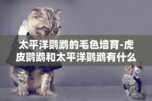 太平洋鸚鵡的毛色培育-虎皮鸚鵡和太平洋鸚鵡有什么區別