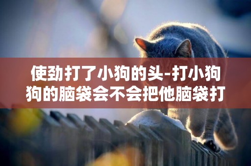 使勁打了小狗的頭-打小狗狗的腦袋會不會把他腦袋打壞？