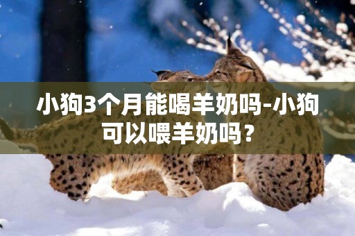 小狗3個月能喝羊奶嗎-小狗可以喂羊奶嗎？