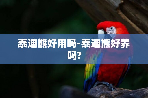 泰迪熊好用嗎-泰迪熊好養嗎?