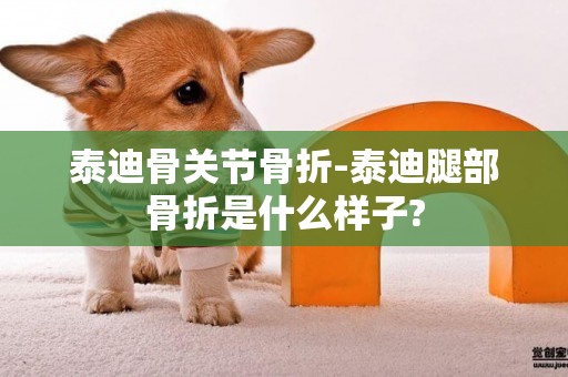 泰迪骨關節骨折-泰迪腿部骨折是什么樣子?