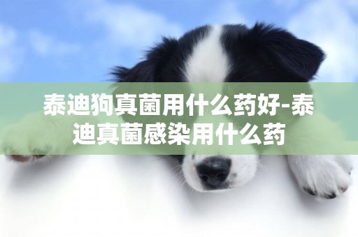 泰迪狗真菌用什么藥好-泰迪真菌感染用什么藥
