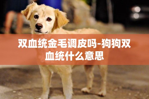 雙血統金毛調皮嗎-狗狗雙血統什么意思