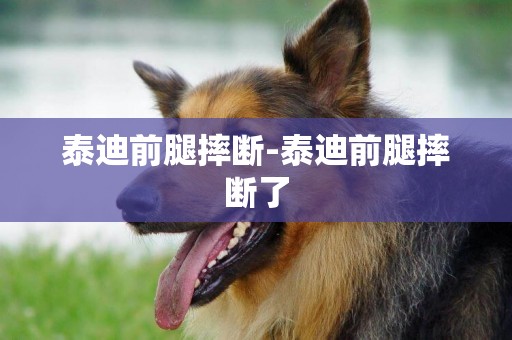 泰迪前腿摔斷-泰迪前腿摔斷了