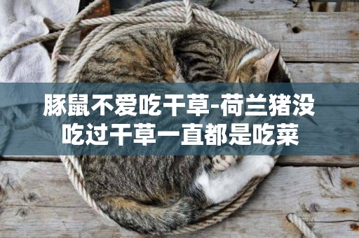 豚鼠不愛吃干草-荷蘭豬沒吃過干草一直都是吃菜