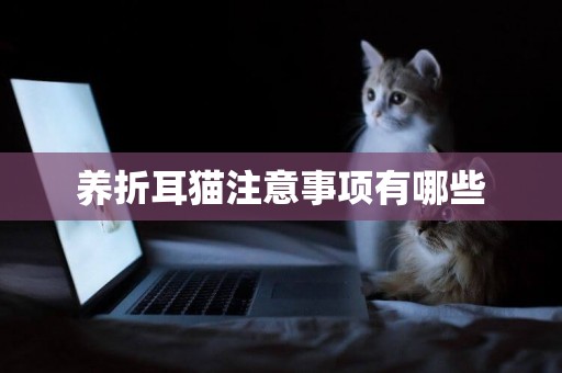 養折耳貓注意事項有哪些
