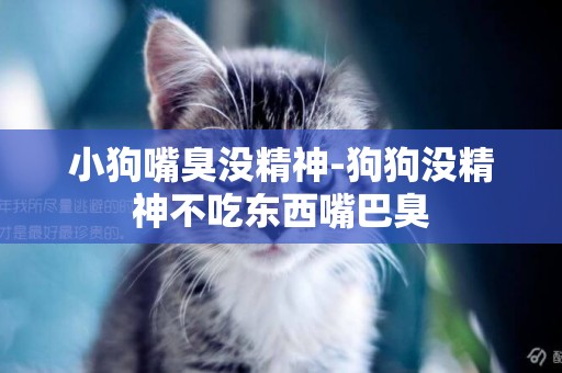 小狗嘴臭沒精神-狗狗沒精神不吃東西嘴巴臭