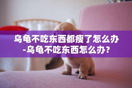 烏龜不吃東西都瘦了怎么辦-烏龜不吃東西怎么辦？