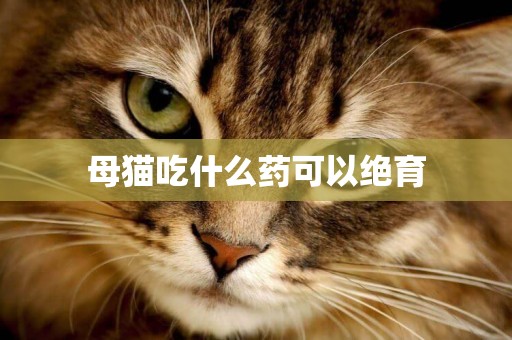 母貓吃什么藥可以絕育