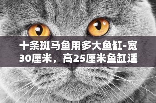 十條斑馬魚用多大魚缸-寬30厘米，高25厘米魚缸適合養幾條斑馬魚？