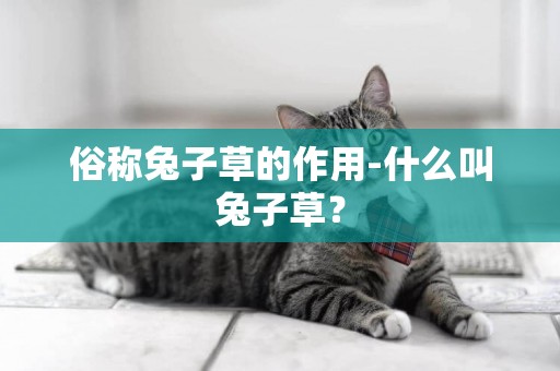 俗稱兔子草的作用-什么叫兔子草？