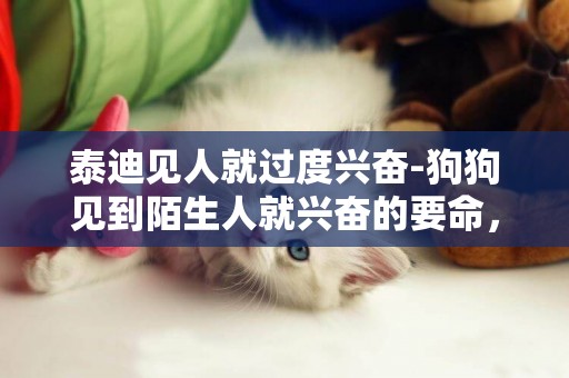 泰迪見人就過度興奮-狗狗見到陌生人就興奮的要命，怎么破