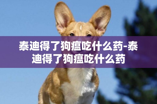 泰迪得了狗瘟吃什么藥-泰迪得了狗瘟吃什么藥