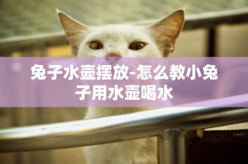 兔子水壺擺放-怎么教小兔子用水壺喝水