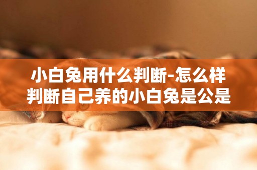 小白兔用什么判斷-怎么樣判斷自己養的小白兔是公是母？