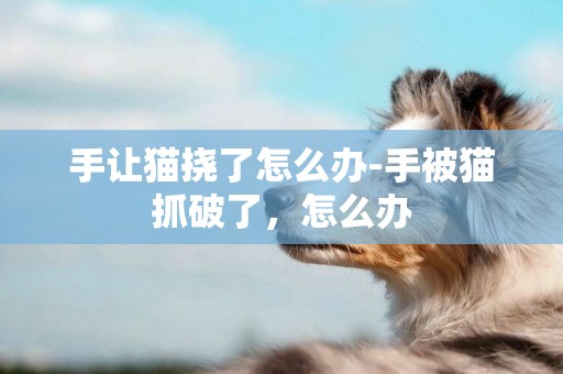 手讓貓撓了怎么辦-手被貓抓破了，怎么辦