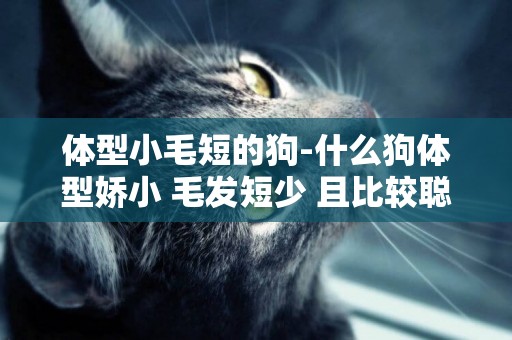 體型小毛短的狗-什么狗體型嬌小 毛發短少 且比較聰明