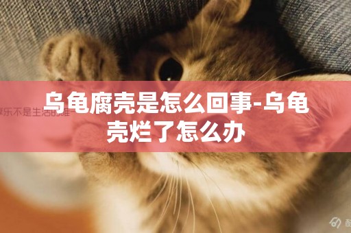 烏龜腐殼是怎么回事-烏龜殼爛了怎么辦