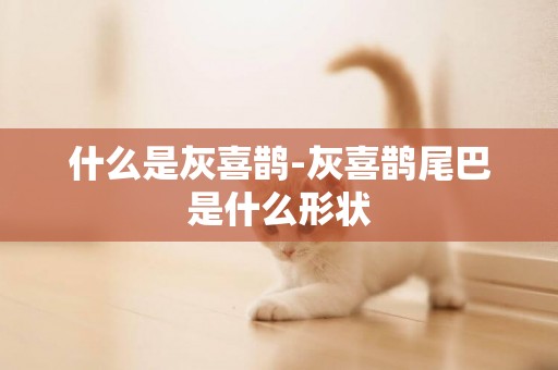什么是灰喜鵲-灰喜鵲尾巴是什么形狀