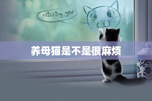 養母貓是不是很麻煩
