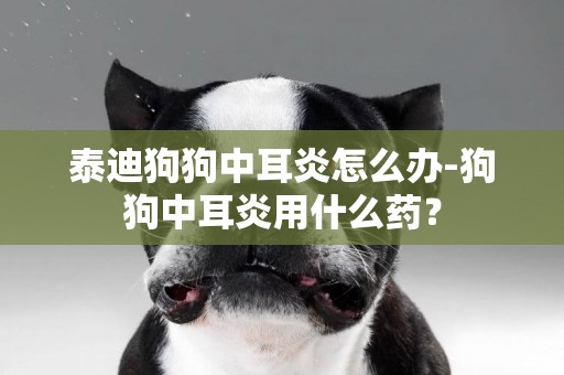 泰迪狗狗中耳炎怎么辦-狗狗中耳炎用什么藥？